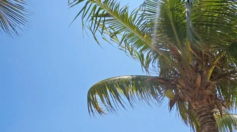 Palm trees blowing in the wind Stock Footage 36441937