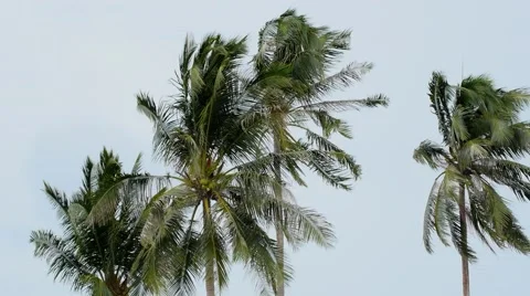 Palm Trees Blowing in the Wind. Stock-Footage 40736639