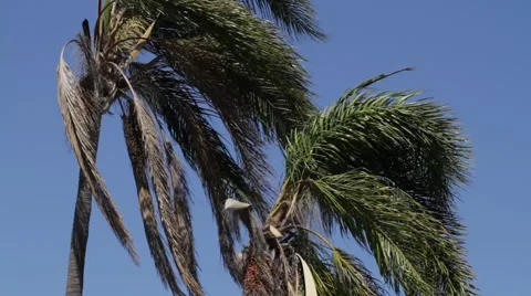 Palm trees  blowing in wind Video stock 41319577