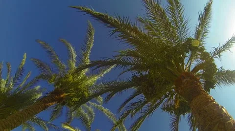 Palm trees blowing in the wind Stock Footage 42493662