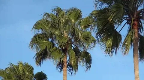 Palm trees blowing in the wind Stock Footage 46010614