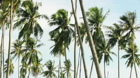 Palm trees blowing in the wind. Stock Footage 59821243