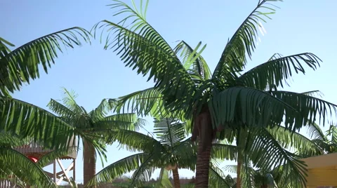 Palm Trees Blowing in the Wind. Stock Footage 61043063