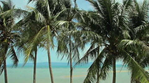 Palm trees blowing in the wind Stock Footage 64291910