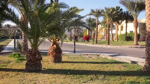 Palm trees blowing in the wind. Stock Footage 73393115