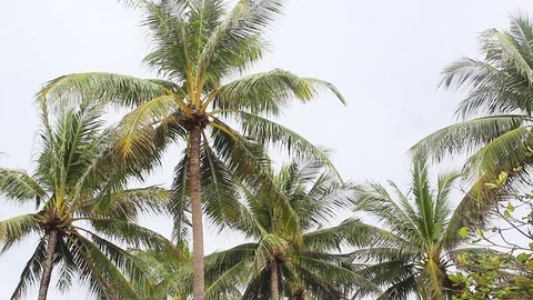 Palm trees blowing in the wind Stock Footage 78618561