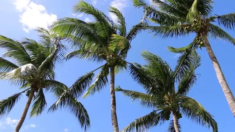 Palm Trees Blowing In The Wind 動画素材 81508453