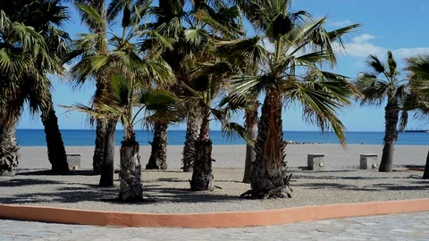 Palm trees blowing in the wind Stock Footage 85710375