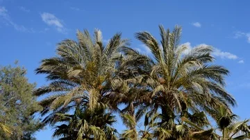 Palm trees blowing in the wind Stock Footage 85711538