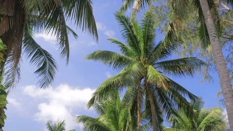 Palm trees blowing in the wind Stock Footage 87751584