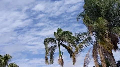 Palm Trees blowing in the wind. Stock Footage 99770595