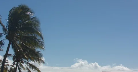 Palm Trees Blowing in the Wind Stock Footage 104405278