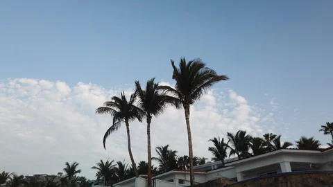 Palm Trees blowing in the wind. Stock Footage 113172071