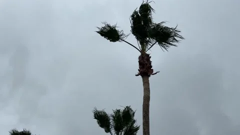 Palm Trees Blowing in the Wind Stock Footage 175846363