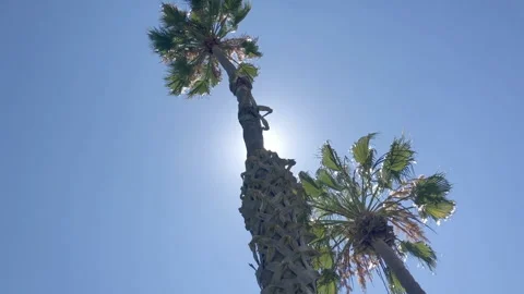 Palm Trees Blowing in The Wind 스톡 동영상 201497391