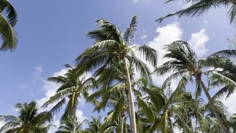 Palm Trees Blowing in the Wind Stock Footage 254265667