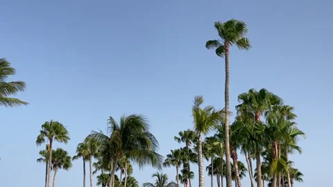 Palm Trees blowing in the wind 스톡 동영상 281076840
