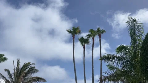 Palm Trees blowing in the wind Stock Footage 281077279