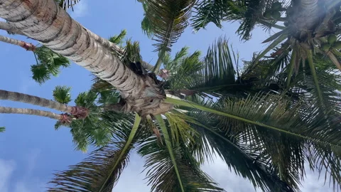 Palm Trees blowing in the wind Stock Footage 281077291