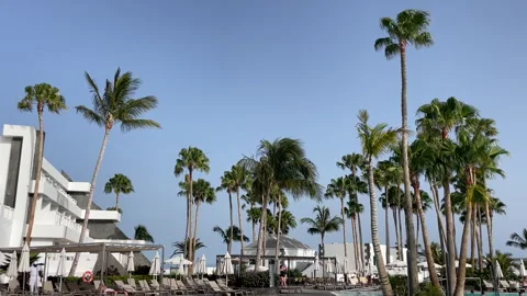Palm Trees blowing in the wind Stock Footage 281077311