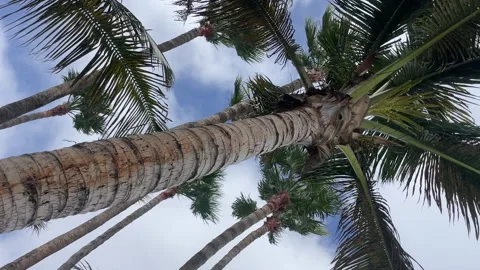 Palm Trees blowing in the wind 스톡 동영상 281077356