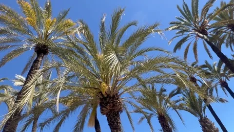 Palm trees blowing in the wind Stock Footage 305867834