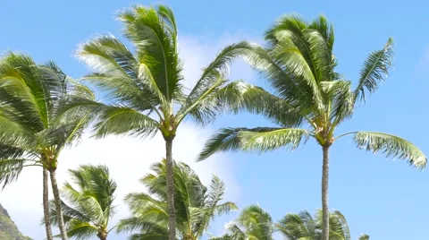 Palm trees blowing in the wind Hawaii Stock Footage 66657770