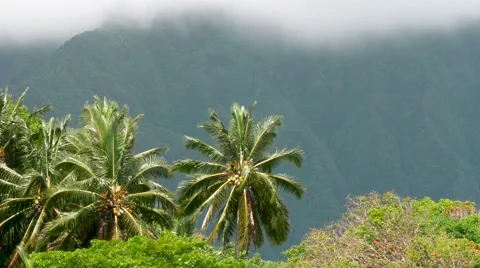 Palm trees blowing in the wind Hawaii Stock Footage 66686213