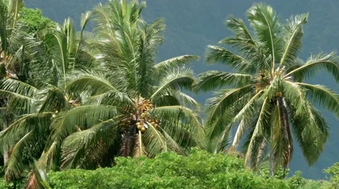 Palm trees blowing in the wind Hawaii Stock Footage 66687364