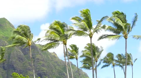 Palm trees blowing in the wind Hawaii Stock Footage 66695577