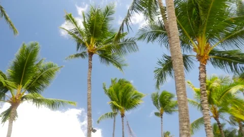 Palm Trees Blowing In The Wind Hawaii Stock Footage 71836792