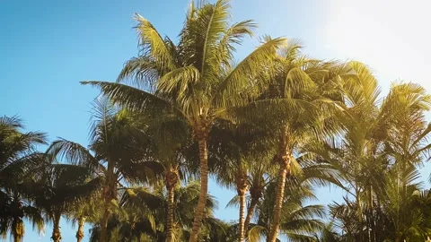 Palm trees blowing in the wind in Miami Florida Stockbeeldmateriaal 143880837