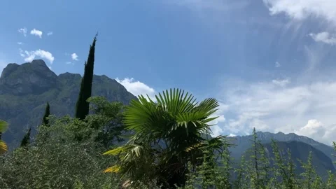 Palm Trees Blowing In The Wind With A Mountain In Background, Lago Di Garda Video stock 147597827