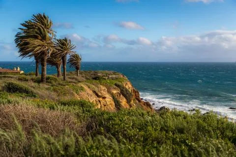 Palm Trees Blowing in the Wind Foto stock