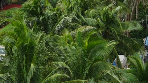 Palm trees blowing in the wind in slow motion moving back and forth close-up Stock Footage 213130983