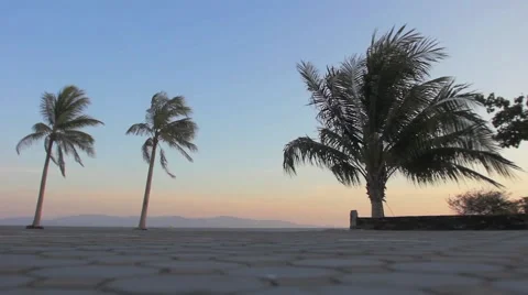 Palm trees blowing in the wind on sunset Stock Footage 62798406