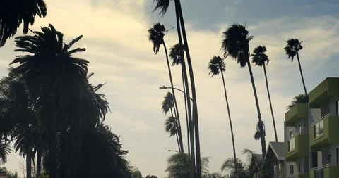 Palm trees blown by storm wind in Los Angeles, California. 4K UHD. Stock Footage 88428232