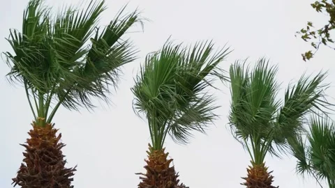 Palm trees blown by the wind Stock Footage 191864565