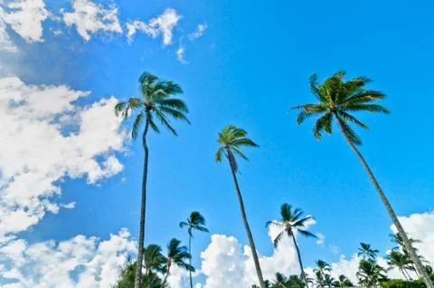 Palm trees with blue cloudy sky background Stock Photos