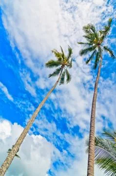 Palm trees with blue cloudy sky background Stock Photos