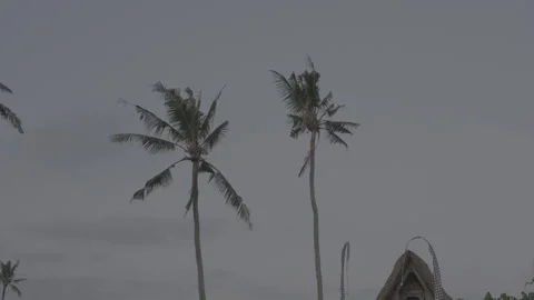 Palm Trees at Blue Hour Stock-Footage 246410542