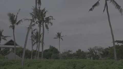 Palm Trees at Blue Hour Stock-Footage 246410544