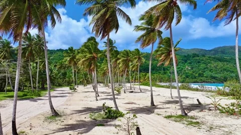Palm trees, blue sea and a clean sandy paradise beach. Stock Footage 333555141