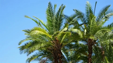 Palm trees on the blue sky in 4K Stock Footage 75849076