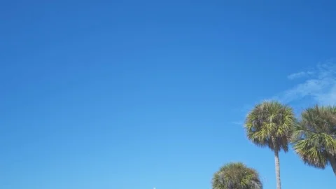 Palm Trees Blue Sky [4K] Stock Footage 80007325