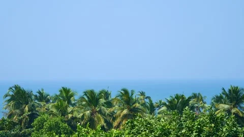 Palm trees on blue sky and ocean background Stock Footage 264093054
