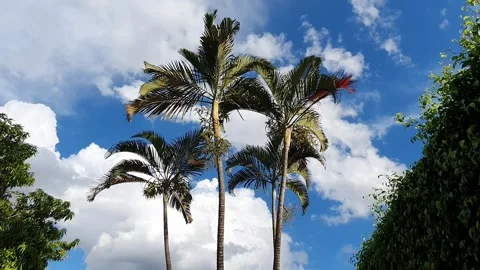 Palm trees blue sky and fluffy clouds Stock Footage 301443252