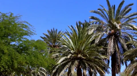 Palm trees on the blue sky background Stock Footage 49951781
