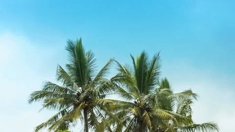 Palm trees blue sky background Stock Footage 98764294
