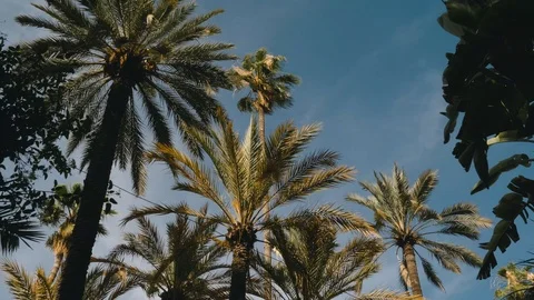 Palm trees with a blue sky in the background Stock Footage